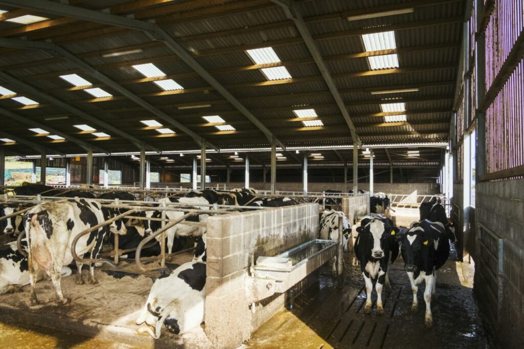 Building Trust in the Dairy Trade, Multi Prima Abadi’s Approach to Success